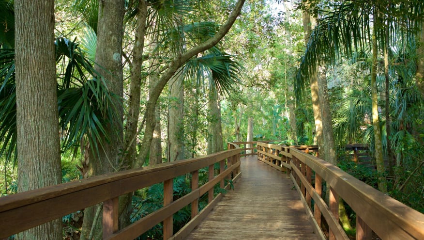 Scenic walking trail surrounded by lush greenery